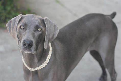 winemar dog|Weimaraner Breed .